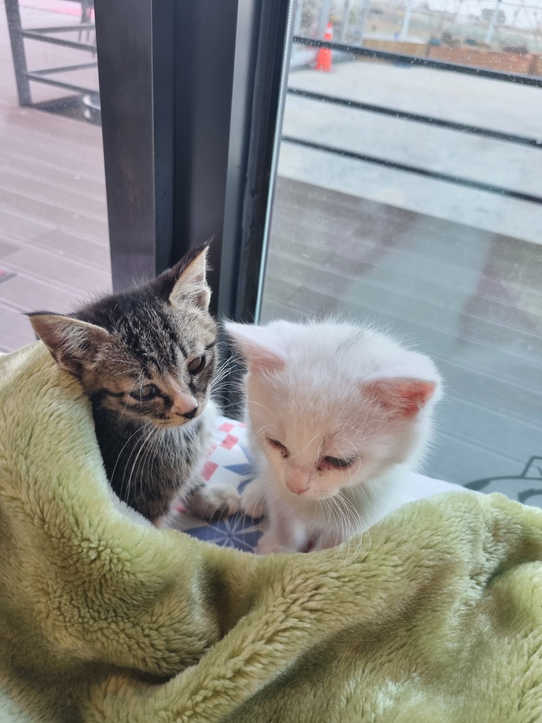 pet_img_12