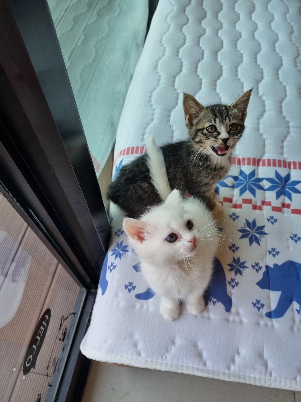 pet_img_13