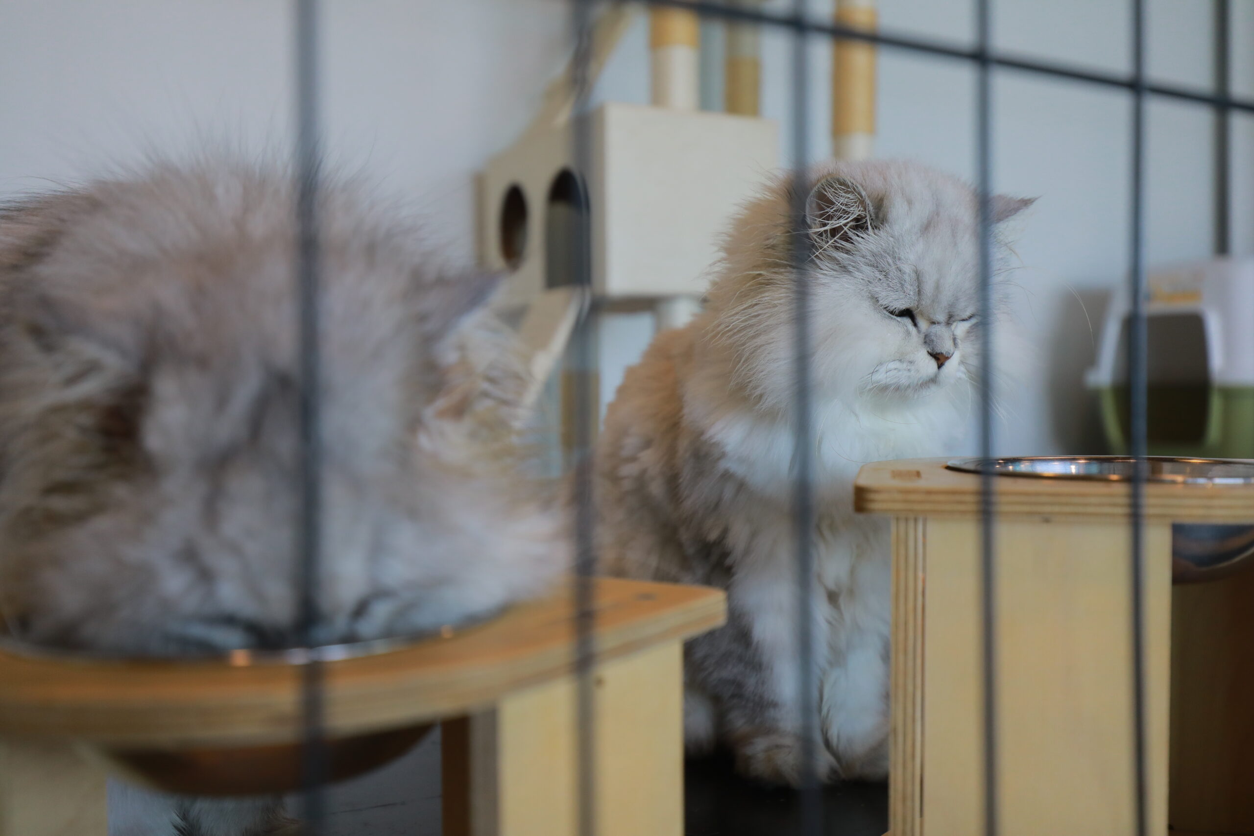 pet_img_3