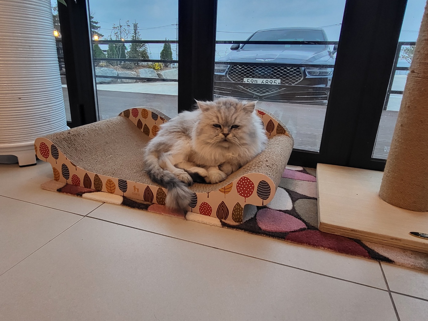 pet_img_4