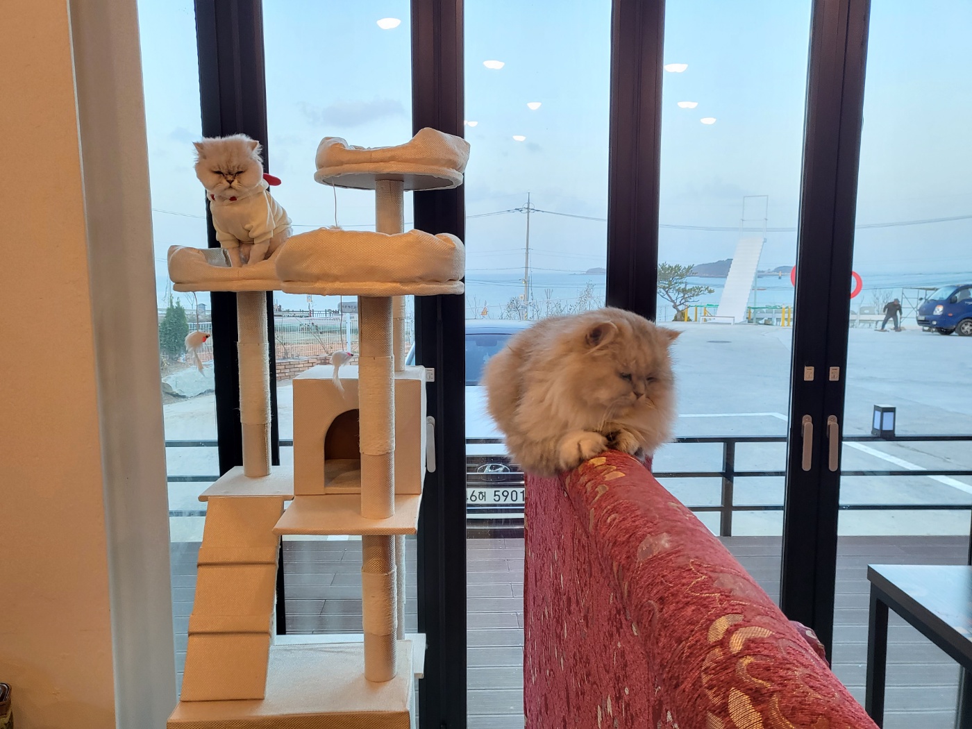 pet_img_5