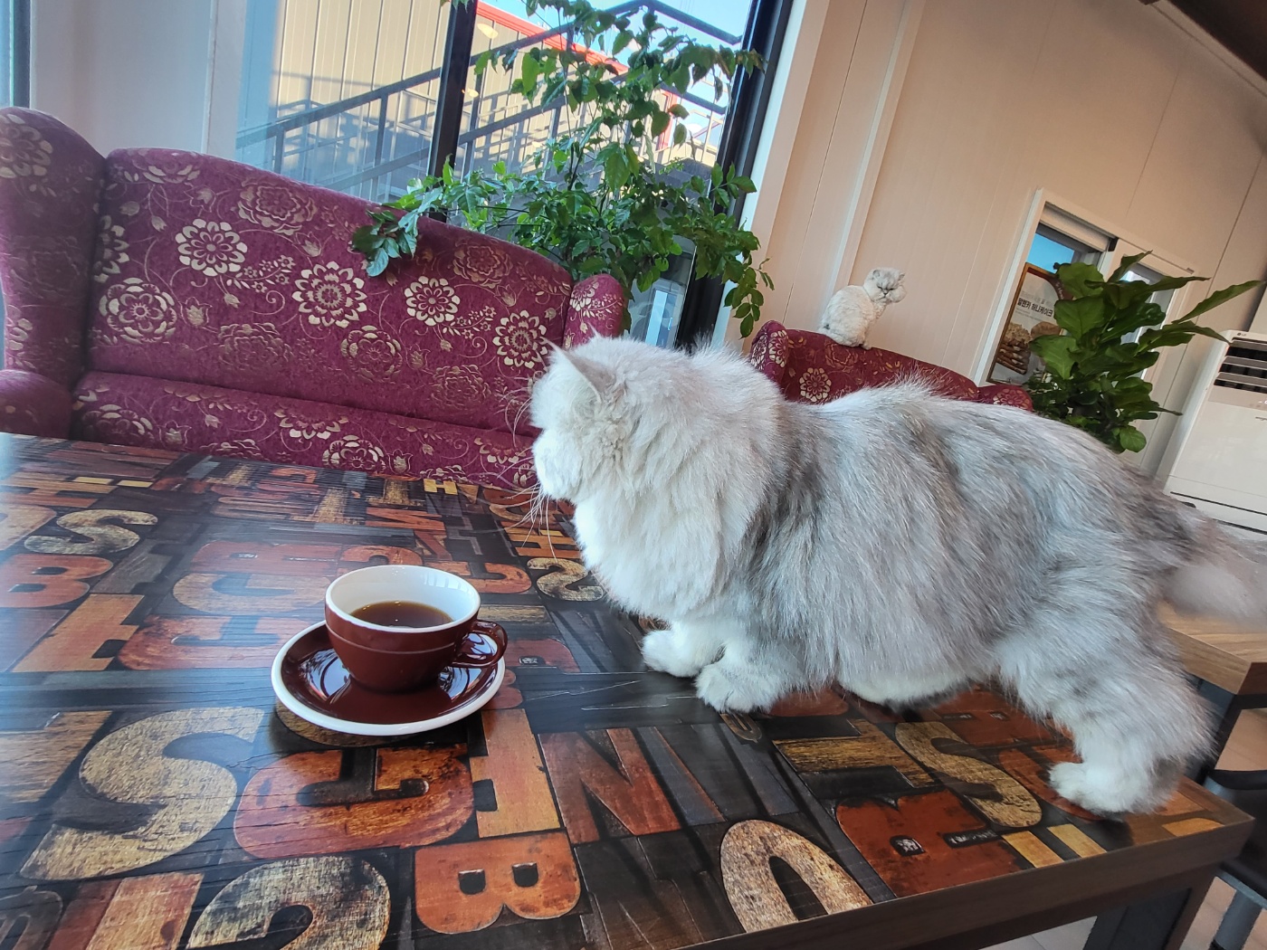 pet_img_6