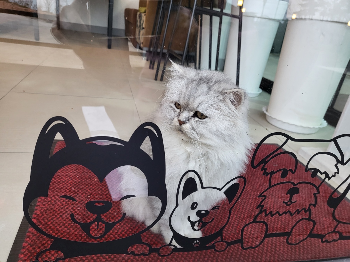 pet_img_7
