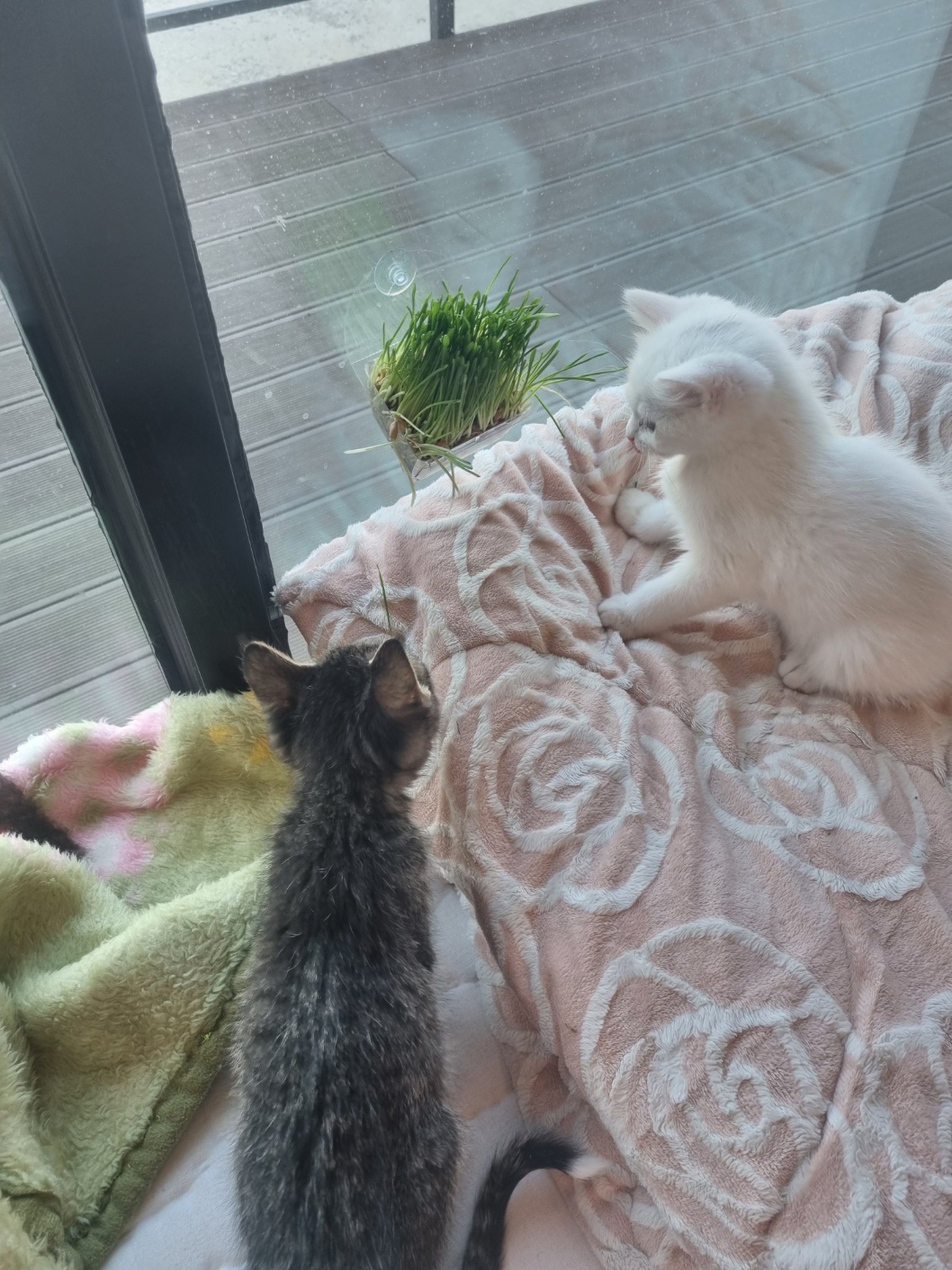 pet_img_8