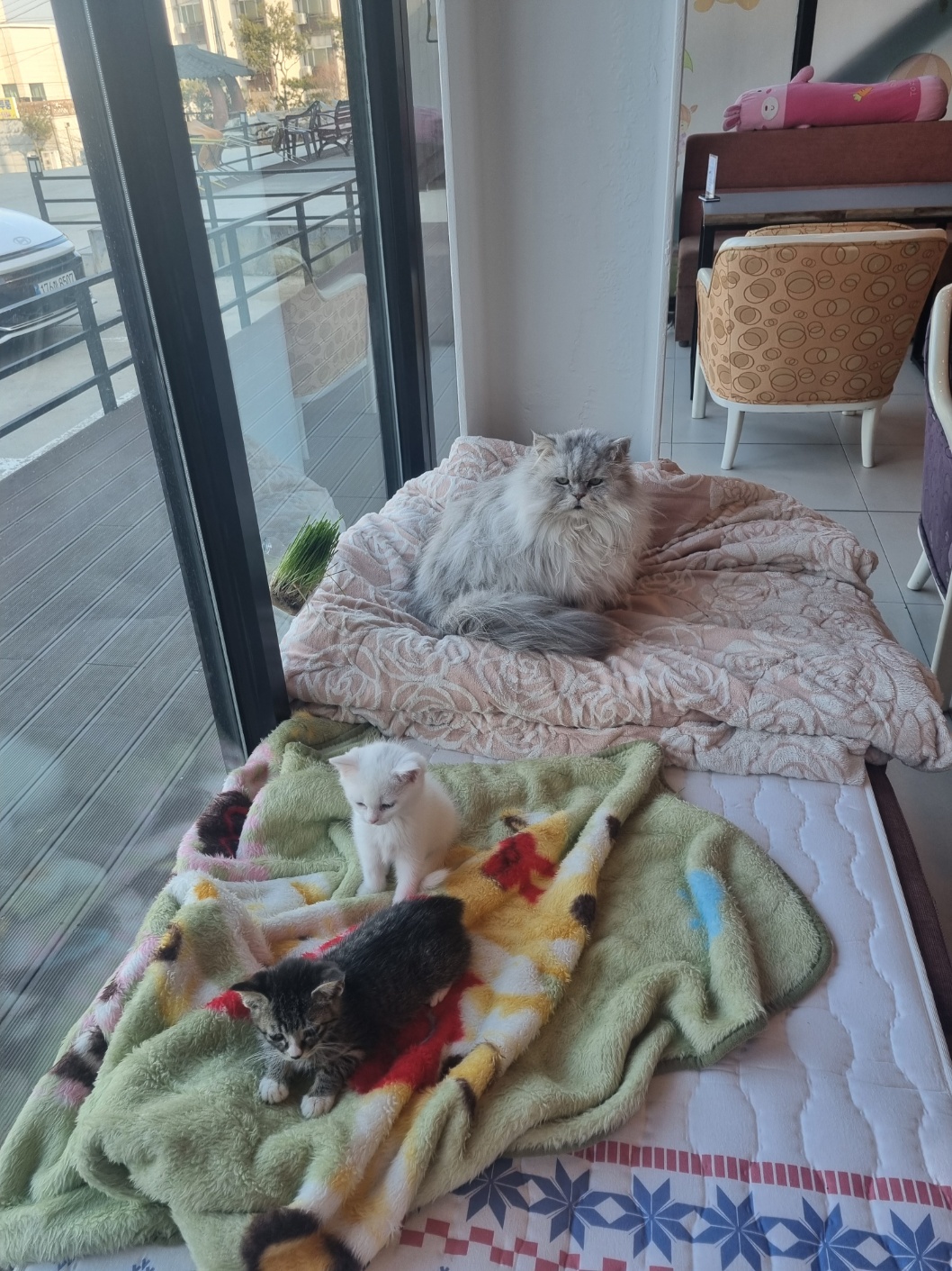 pet_img_9